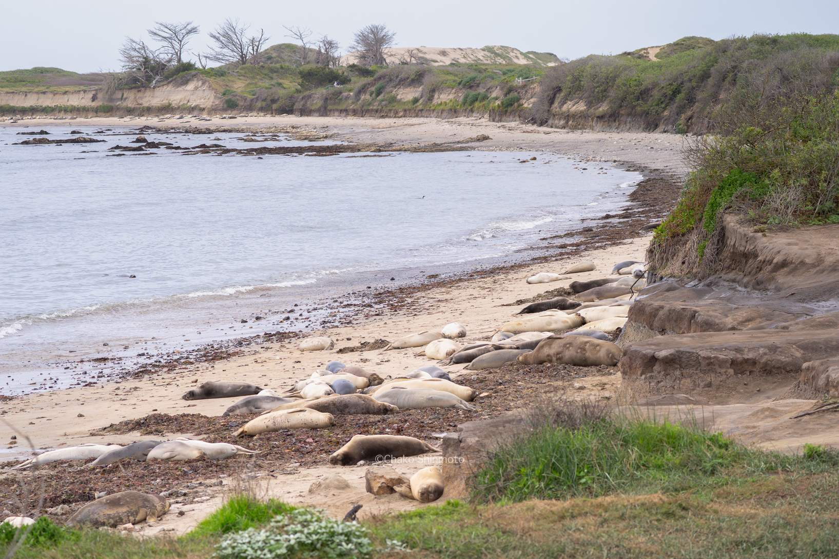Año Nuevo State Park Location Photo