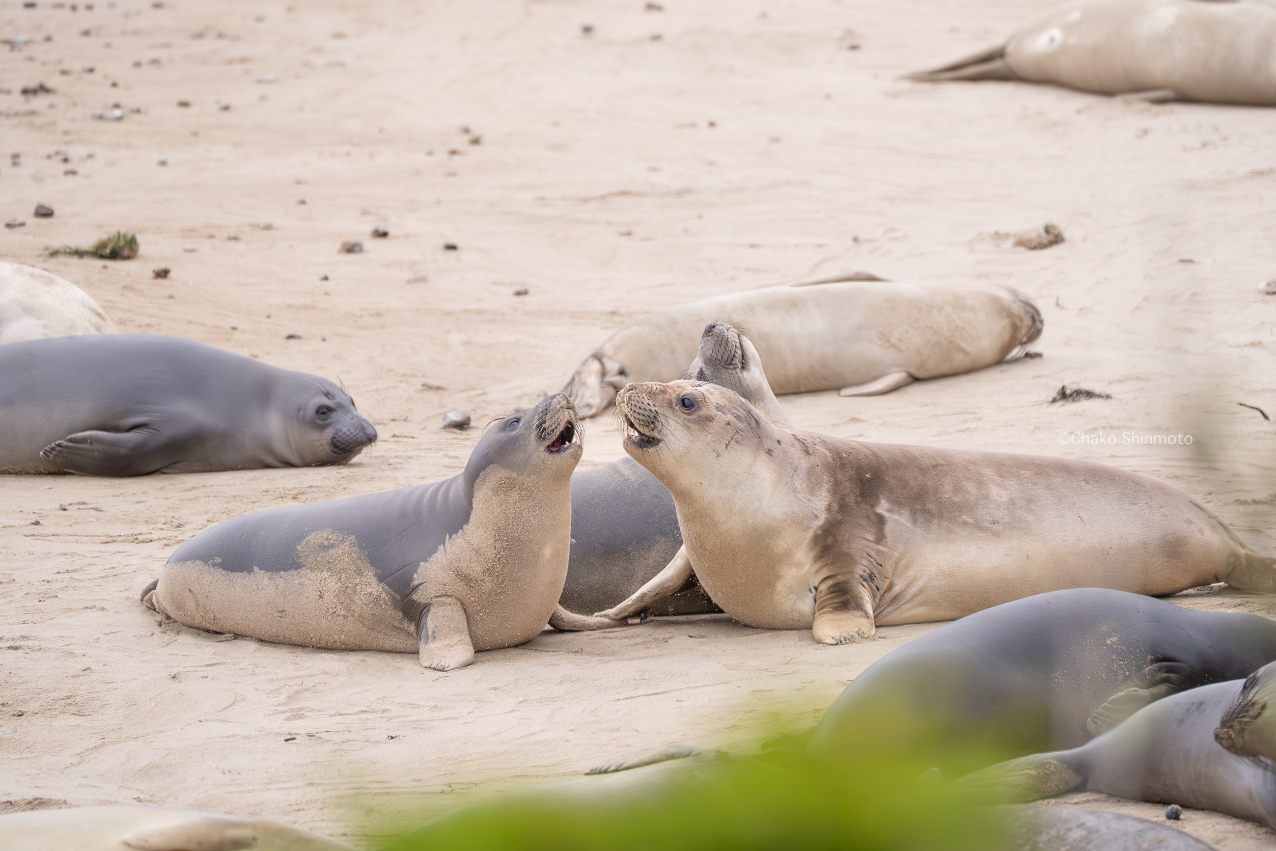 Elephant seals at Point Reyes