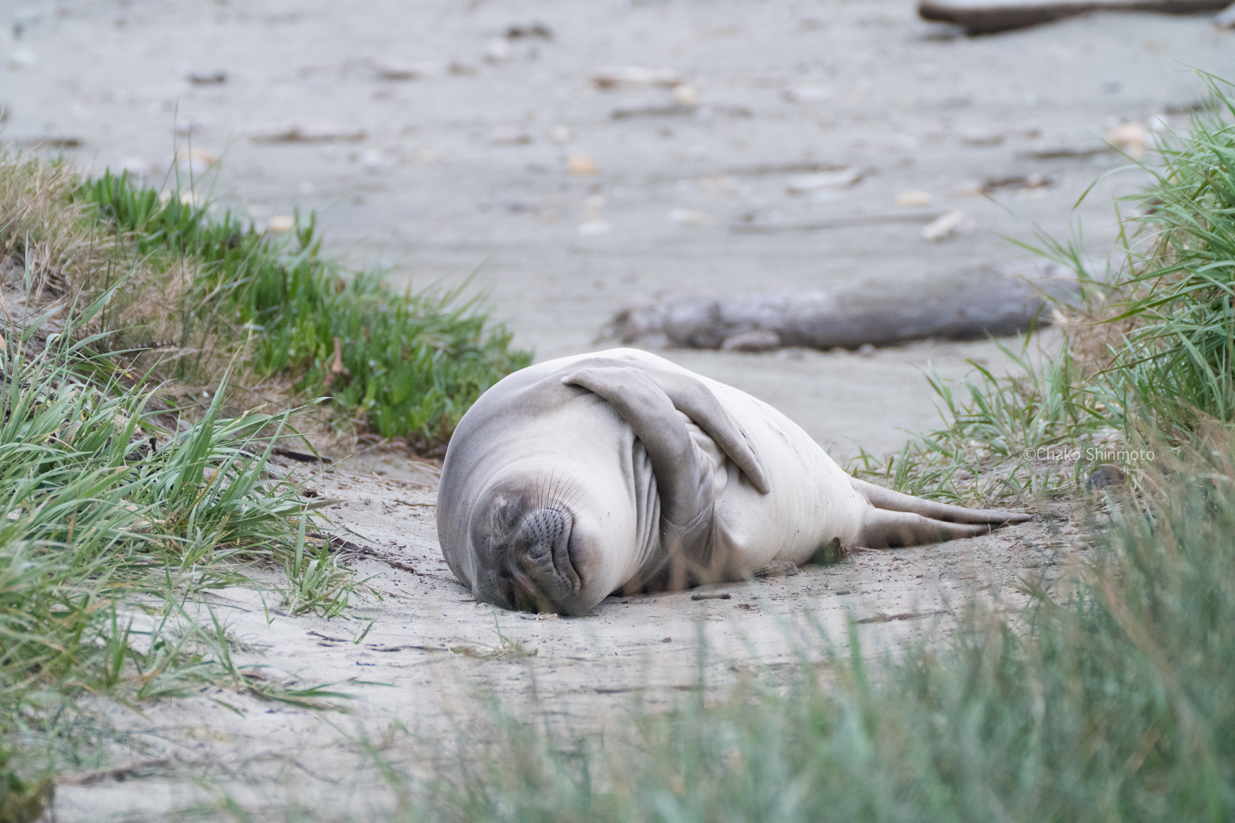 The Marine Mammal Center Location Photo
